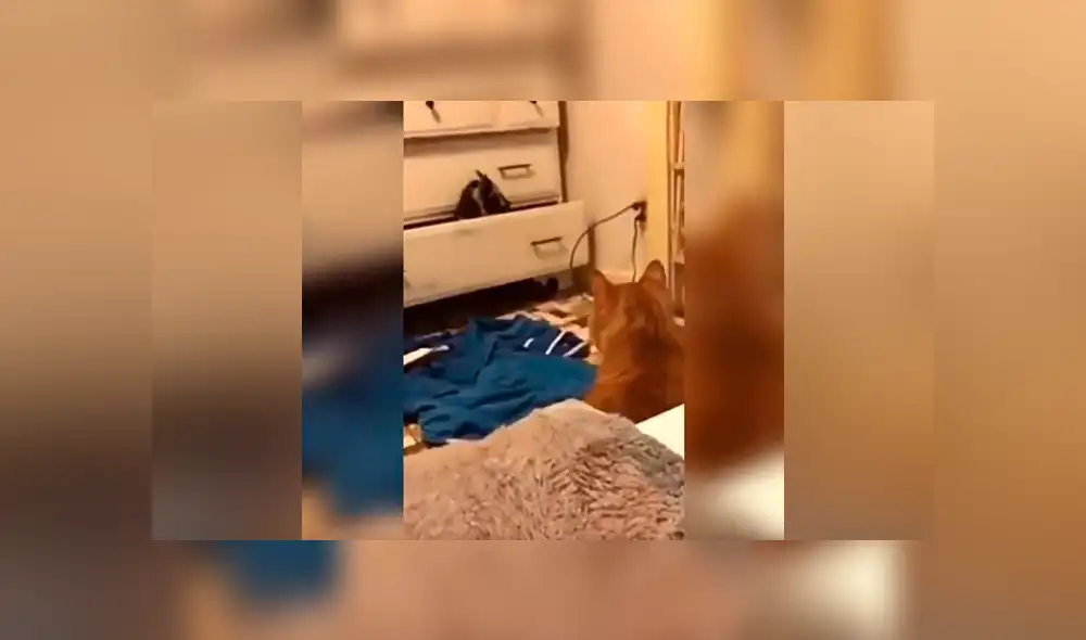Facebook viral: Gato escucha raros sonido provenientes del clóset y cuando se acerca descubre algo curioso [VIDEO]  