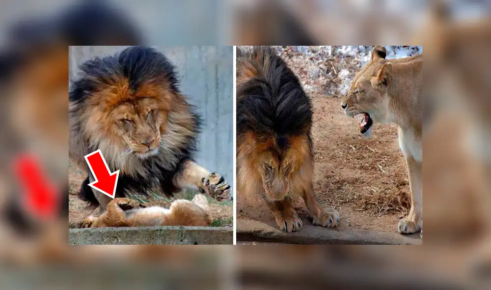 YouTube viral: León golpea a su cachorro, pero la madre lo descubre y le da su merecido [VIDEO] 