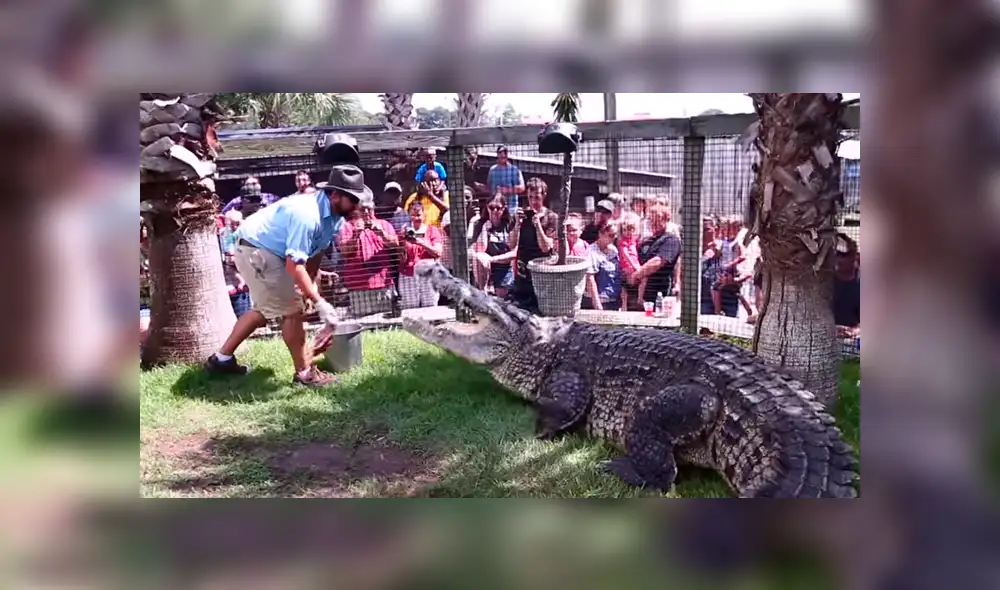Cuidador ingresa a recinto de gigantesco cocodrilo. Cuidador ingresa a recinto de gigantesco cocodrilo.