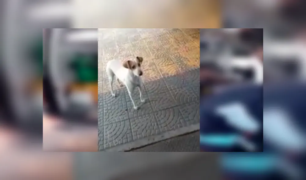 En Facebook, un perro conmovió con su reacción al mantenerse junto a su dueño en los momentos difíciles. En Facebook, un perro conmovió con su reacción al mantenerse junto a su dueño en los momentos difíciles.