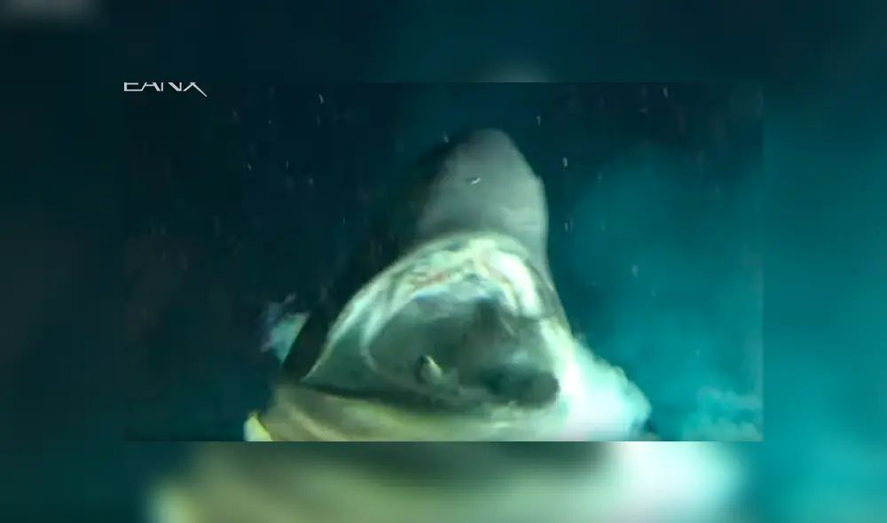 El enorme depredador vive bajo mil metros de profundidad y ha sido filmado pocas veces. Foto: captura El enorme depredador vive bajo mil metros de profundidad y ha sido filmado pocas veces. Foto: captura