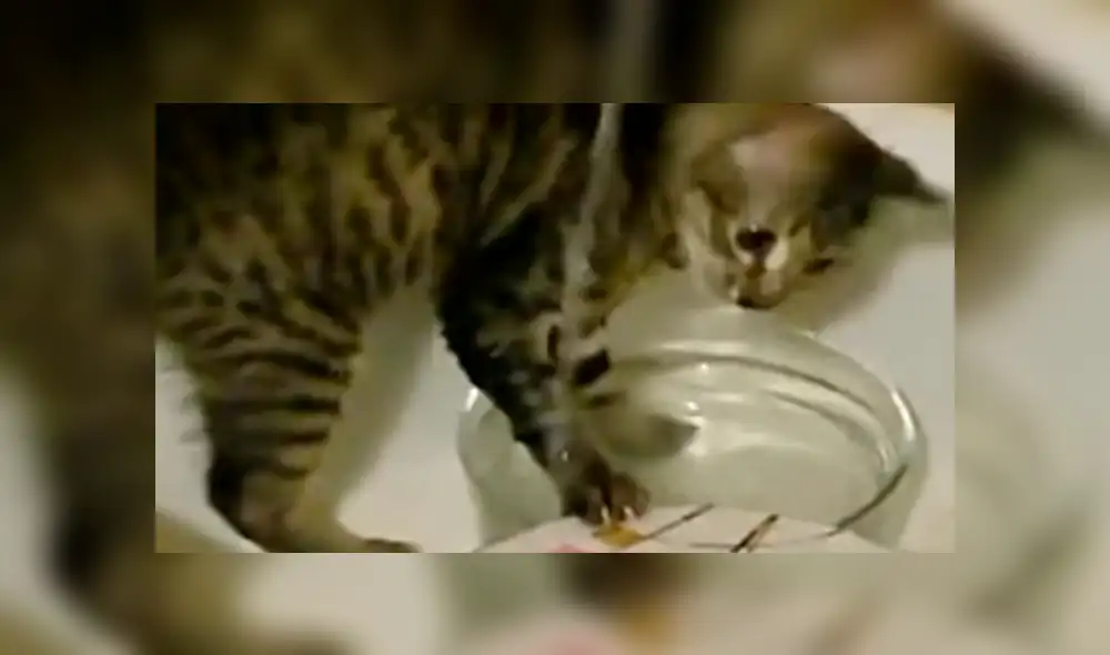 YouTube viral: Joven llega a su casa y descubre a gato realizando la limpieza del hogar [VIDEO]