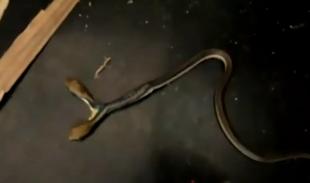 Desliza hacia la izquierda para ver las imágenes del video viral. Foto: captura de YouTube.