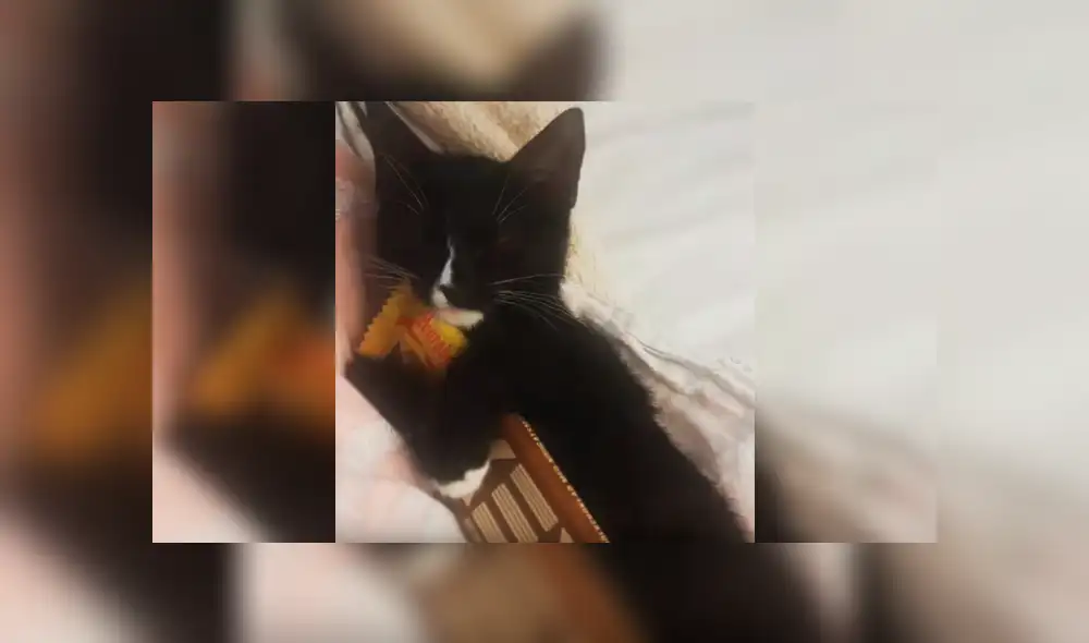 Video es viral en YouTube. La dueña del gato estaba buscando la barra de chocolate que había dejado en su cama, cuando se percató de la curiosa conducta del felino