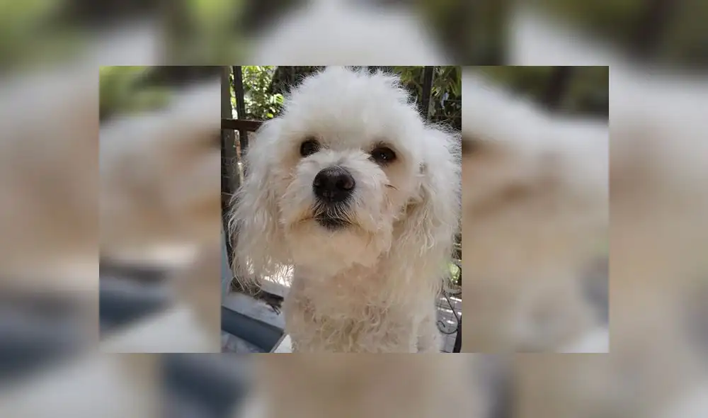 Comas: otorgarán S/ 500 soles de recompensa por mascota extraviada