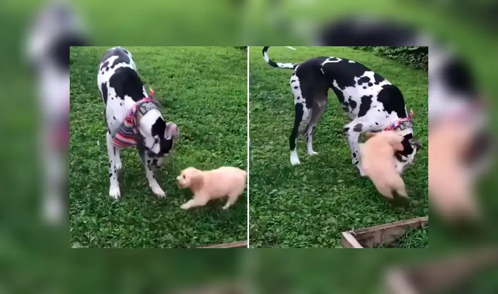 Desliza para ver los momentos más destacados del tierno video que se hizo viral en Facebook. Desliza para ver los momentos más destacados del tierno video que se hizo viral en Facebook.