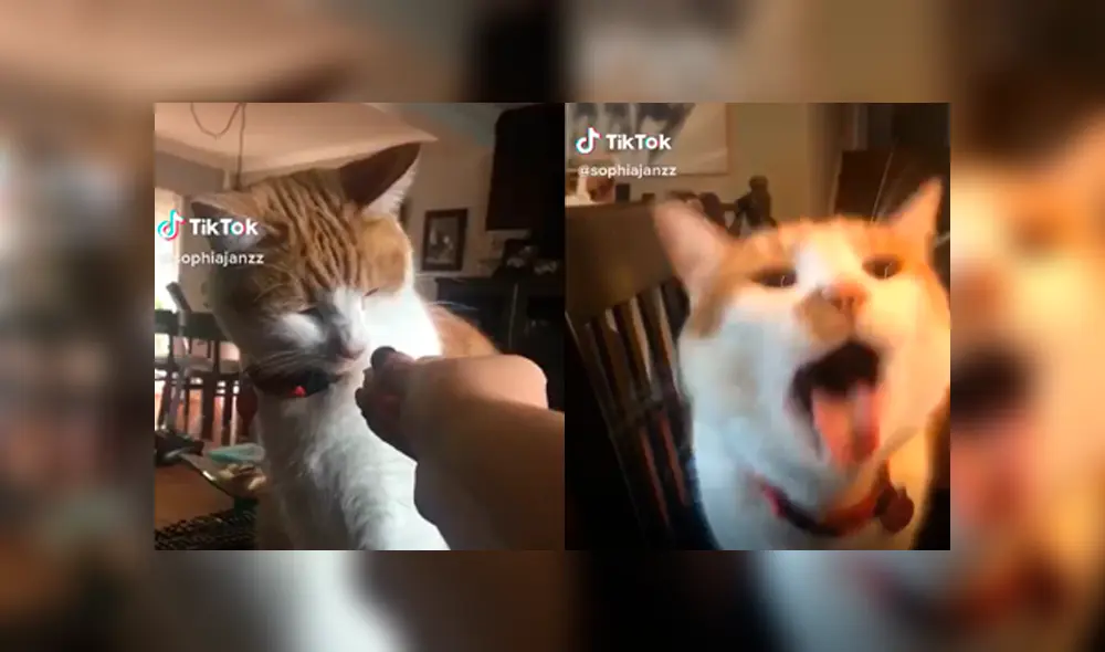 Desliza a la izquierda para conocer a la nueva estrella de TikTok. Foto: Captura. Desliza a la izquierda para conocer a la nueva estrella de TikTok. Foto: Captura.