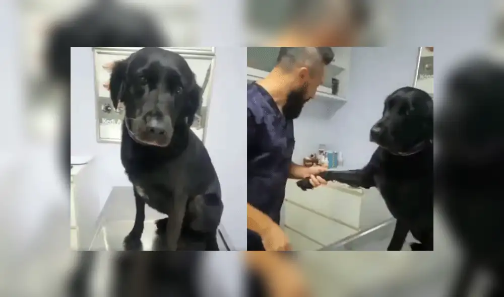 Facebook viral: Perro acude al veterinario y demuestra su "valentía" a las inyecciones [VIDEO]