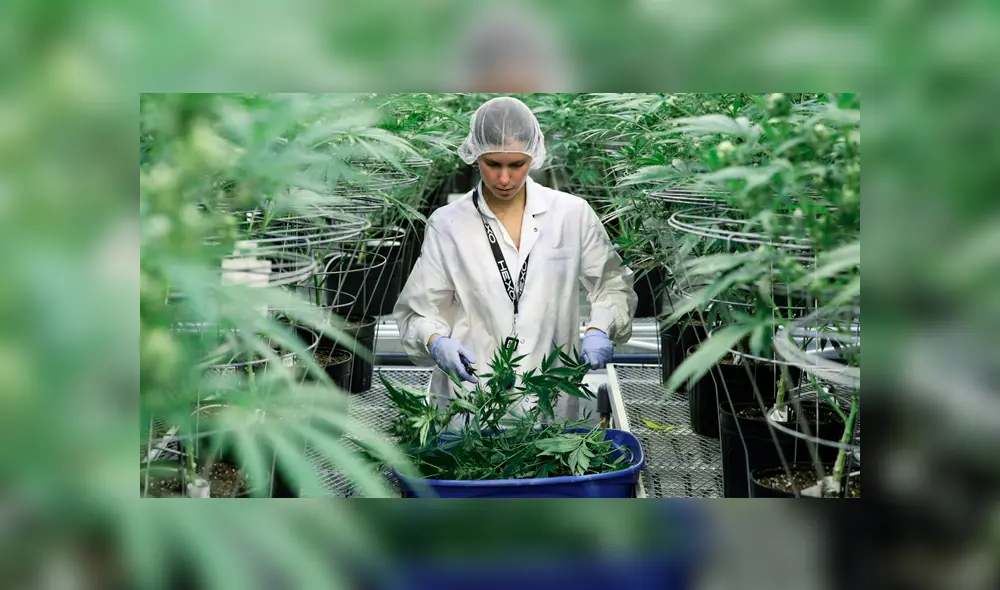 Una empleada recolecta tallos de plantas de cannabis en las instalaciones de Hexo Corp en Gatineau, Quebec, Canadá, 26 de septiembre de 2018. Chris Wattie / Reuters