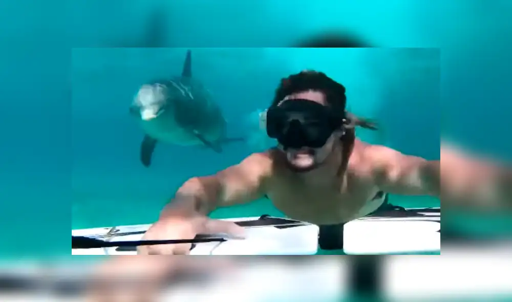 Facebook viral: delfín nada junto a muchachos que practicaban deporte acuático en isla del Caribe [VIDEO]