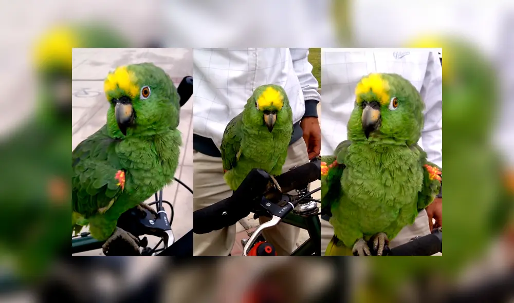 Desliza para ver los detalles del video viral publicado en YouTube. Foto: Captura. Desliza para ver los detalles del video viral publicado en YouTube. Foto: Captura.