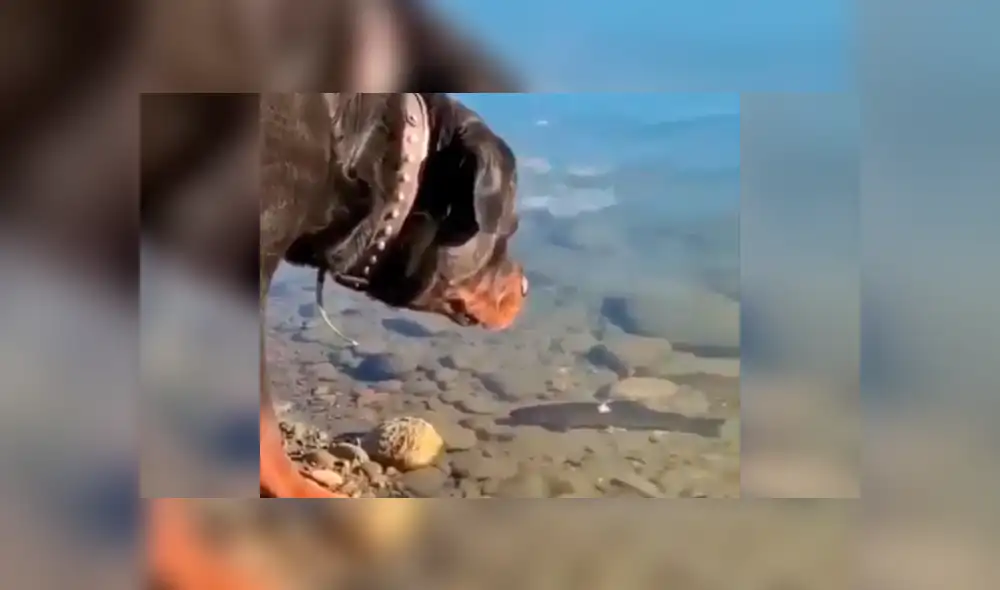 YouTube viral: este perro encontró a un pez descansando en el agua y lo que hizo deja sin palabras al mundo [VIDEO] 
