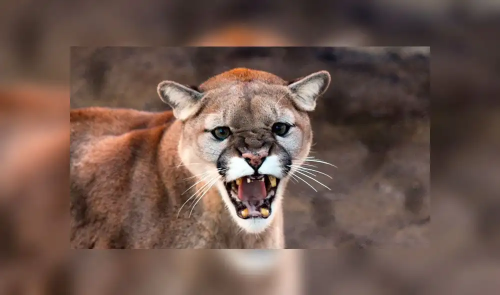 Animal atacó al perro de un campesino mientras pastoreaba su ganado. Foto: referencial