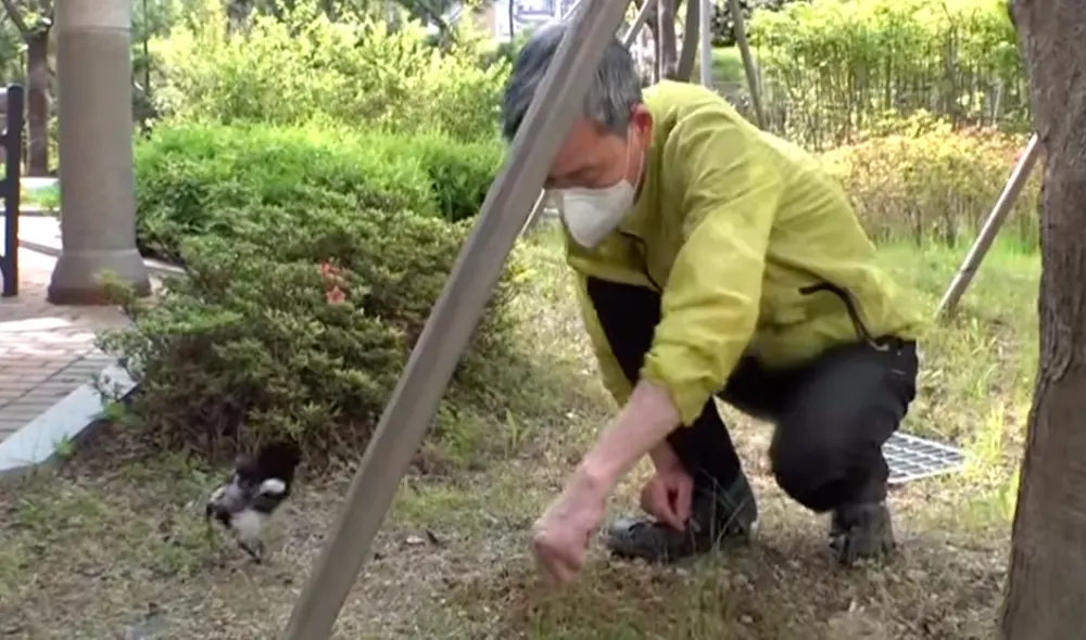 YouTube - animales  - viral