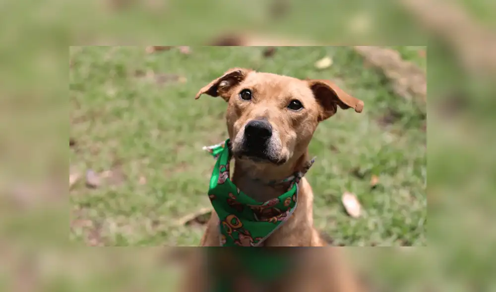 Alrededor de 300 colombianos han pedido la adopción por internet en medio de la cuarentena. Foto: El Espectador Alrededor de 300 colombianos han pedido la adopción por internet en medio de la cuarentena. Foto: El Espectador