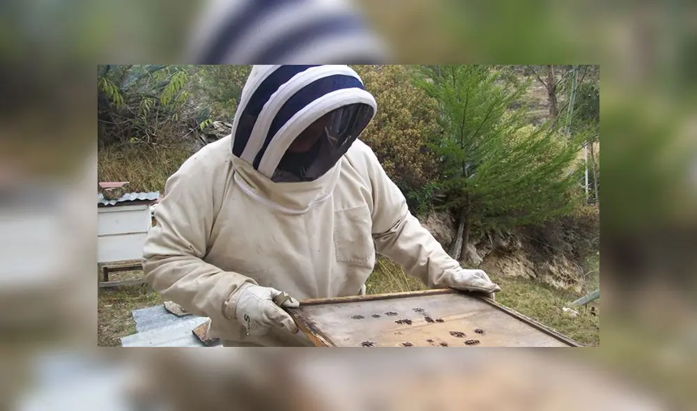 Importación de abejas no pone en riesgo producción apícola de Perú Importación de abejas no pone en riesgo producción apícola de Perú