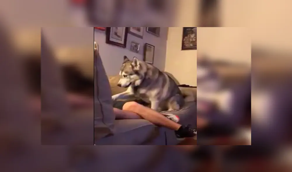 Desliza las imágenes para apreciar la singular reacción del perro tras percatarse que su dueño acariciaba a la nueva mascota. Desliza las imágenes para apreciar la singular reacción del perro tras percatarse que su dueño acariciaba a la nueva mascota.