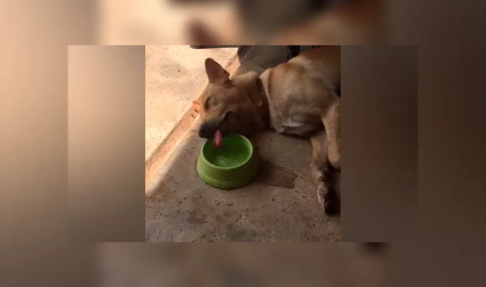 Cree que su perro ha muerto, se acerca y lo descubre en perezosa escena [VIDEO] 