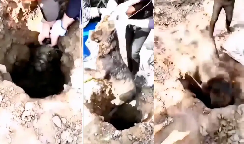 Este video ha superado los 163.000 'me gusta' en Instagram. Foto: composición LR / Instagram / @al.imansyaf Este video ha superado los 163.000 'me gusta' en Instagram. Foto: composición LR / Instagram / @al.imansyaf