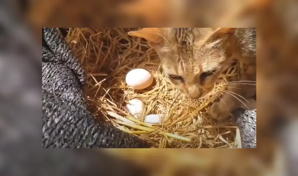 Desliza hacia la izquierda para ver más del video viral. Fotocaptura: YouTube