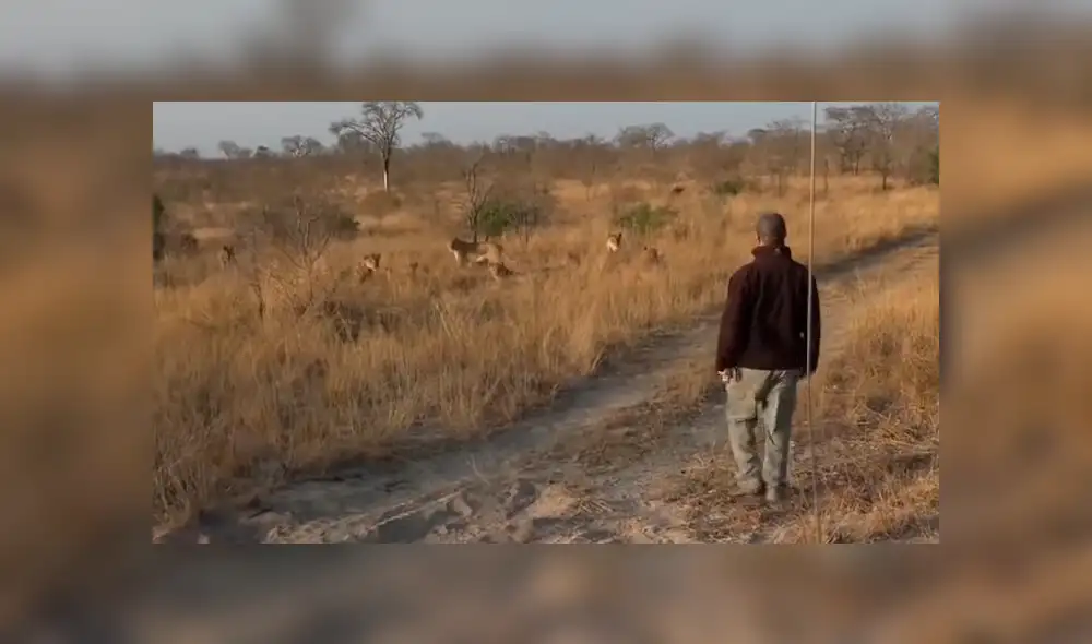 Hombre vive terrorífico momento al quedar frente a frente de leones camuflados entre la hierba. Hombre vive terrorífico momento al quedar frente a frente de leones camuflados entre la hierba.