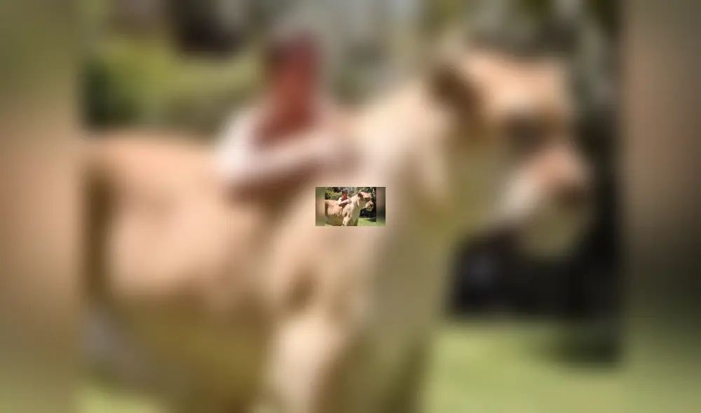 YouTube viral: Tigresa y león tienen cría considerada el felino más grande del mundo [VIDEO]