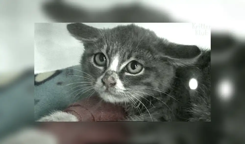 YouTube viral: Gatito espera junto al cadáver de su madre y conmueve al mundo por insólito gesto [VIDEO]