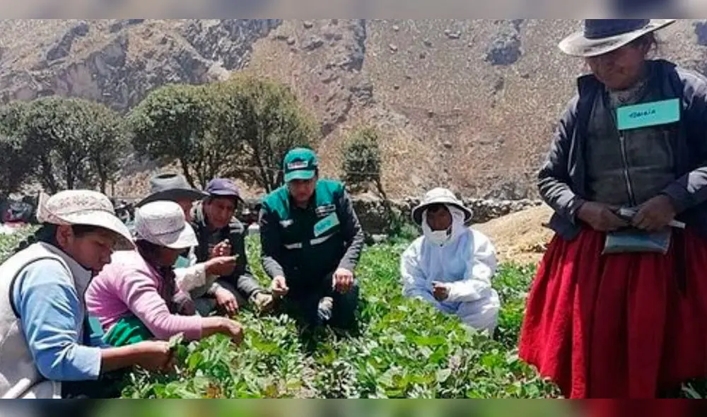 Agricultores de Arequipa reemplazarán plaguicidas por insectos. Agricultores de Arequipa reemplazarán plaguicidas por insectos.