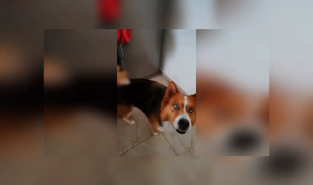 Desliza las imágenes para observar el buen comportamiento de un perro al obedecer las indicaciones de su dueño. Desliza las imágenes para observar el buen comportamiento de un perro al obedecer las indicaciones de su dueño.