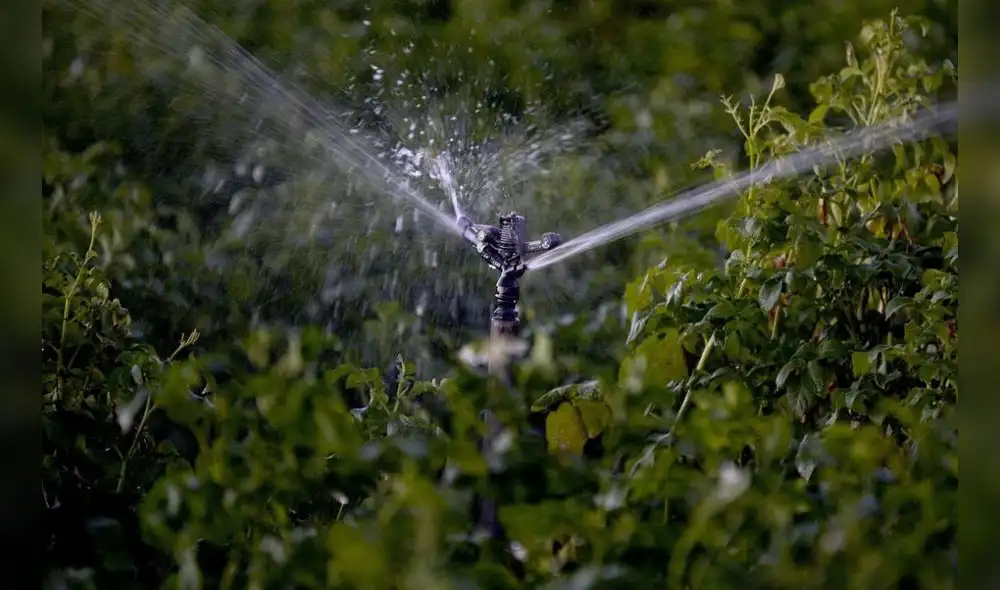 Día del agua: ¿Cómo reducir la pérdida hídrica en la agricultura?