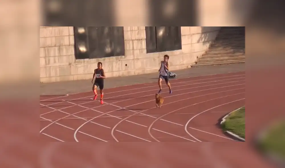 Facebook viral: perro ingresa a competencia de atletismos y humilla a todos los corredores [VIDEO]