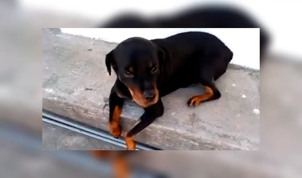 YouTube viral: extraña apariencia de rottweiler cachorro llama la atención de todo el mundo [VIDEO]