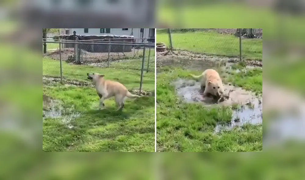 La perrita se topó con un charco de agua y no dudó en entrar a jugar. Foto: Facebook La perrita se topó con un charco de agua y no dudó en entrar a jugar. Foto: Facebook