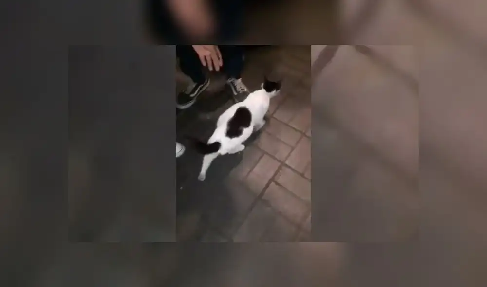 Cualquier apoyo, comunicarse a los números 981154765 o 923 601 121. Cualquier apoyo, comunicarse a los números 981154765 o 923 601 121.