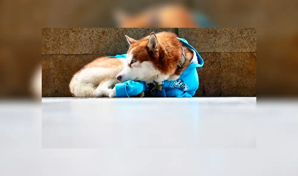 En Facebook se hizo viral la historia de este fiel perro que espera durante largas horas a su dueña.