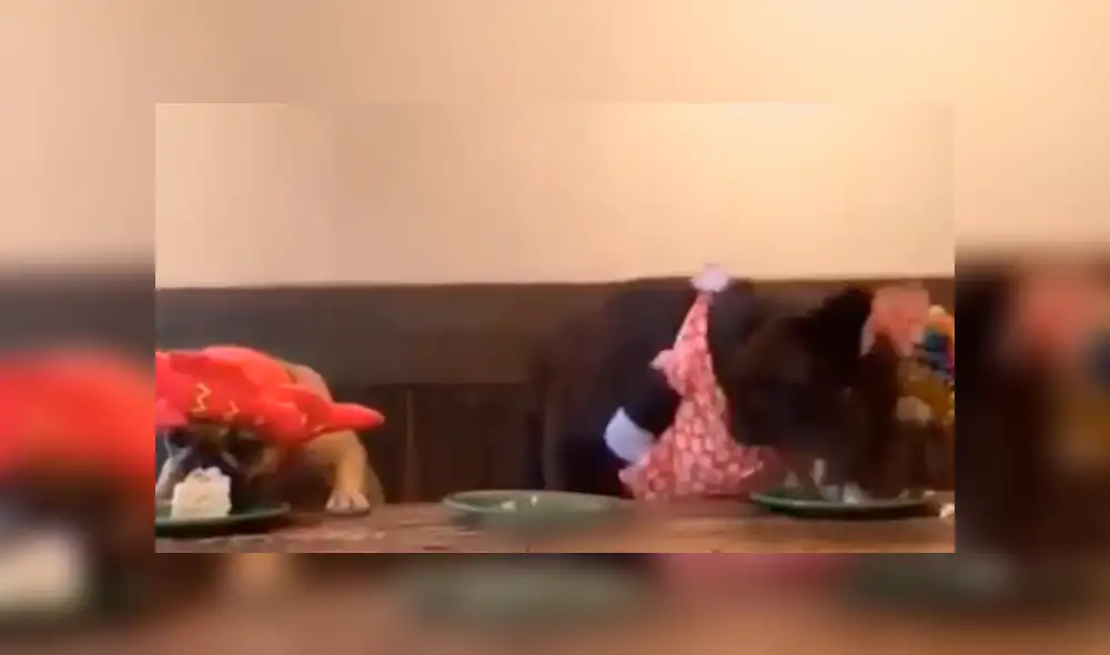 Facebook viral: cumpleaños de perro se arruinó por egoísmo del mimado cachorro [VIDEO]