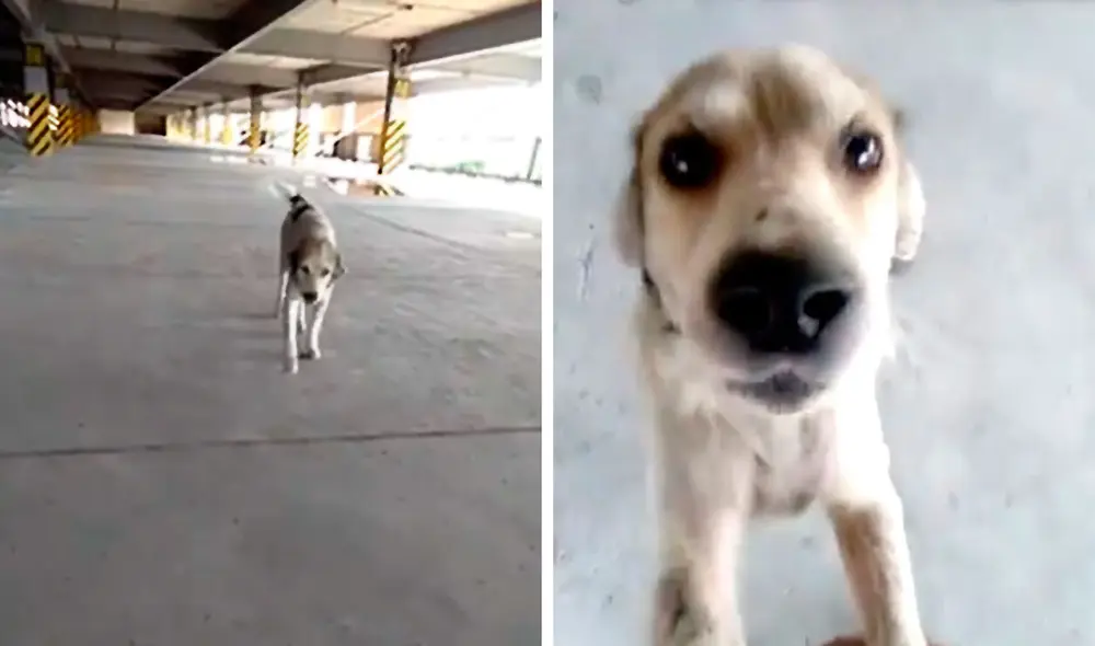 Desliza las imágenes para conocer el final feliz del reencuentro entre un joven y su mascota que se perdió en junio. Foto: La Nación/ Referencial