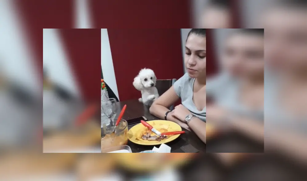 Desliza hacia la izquierda para ver más imágenes del singular comportamiento de este perrito para llamar la atención de su dueña. (Foto: captura / TikTok) Desliza hacia la izquierda para ver más imágenes del singular comportamiento de este perrito para llamar la atención de su dueña. (Foto: captura / TikTok)