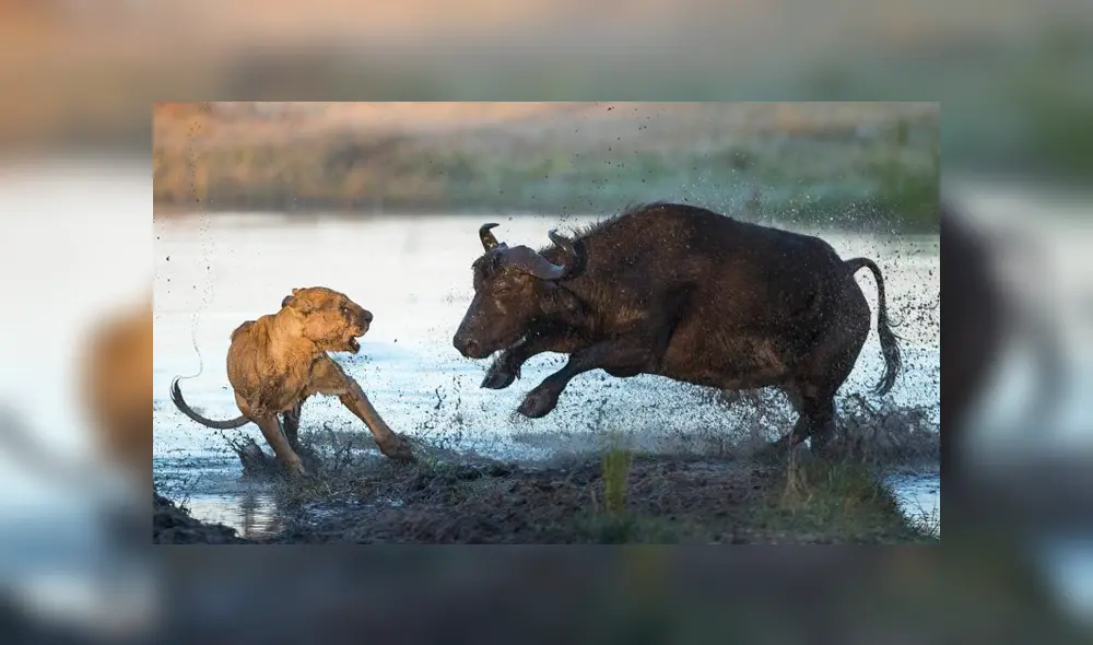 La madre búfalo está enfurecida y persigue a la leona. Foto: Ben Cranke La madre búfalo está enfurecida y persigue a la leona. Foto: Ben Cranke
