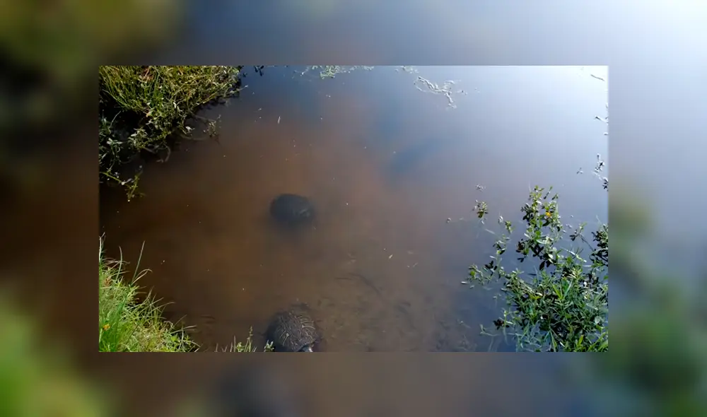 Arroja carnada a extraño río y aterradora criatura surge para devorarla en segundos [VIDEO]