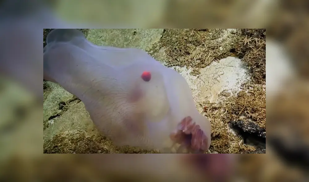 Investigadores de Estados Unidos compartieron en YouTube el video viral de la extraña criatura que adopta aterradoras apariencias.