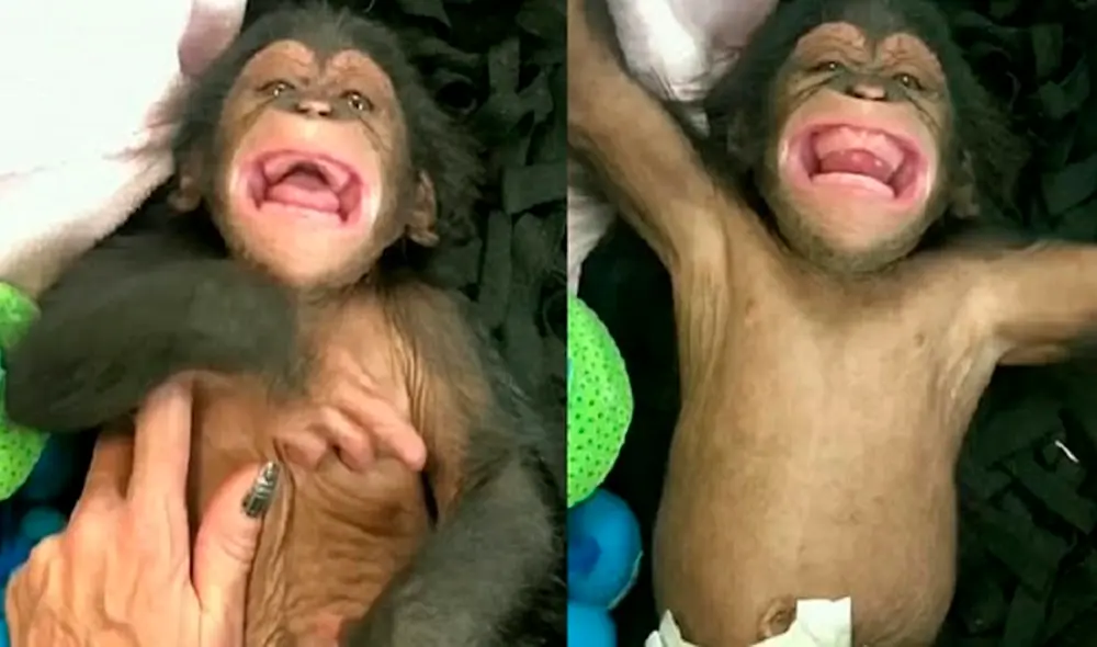 Desliza las imágenes para ver la tierna escena del bebe chimpancé sonriéndole a sus cuidadores. Foto: captura de YouTube Desliza las imágenes para ver la tierna escena del bebe chimpancé sonriéndole a sus cuidadores. Foto: captura de YouTube