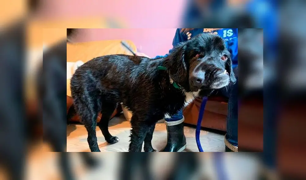 Perro que nació con la cara torcida busca un hogar amoroso para pasar la Navidad [FOTOS] 