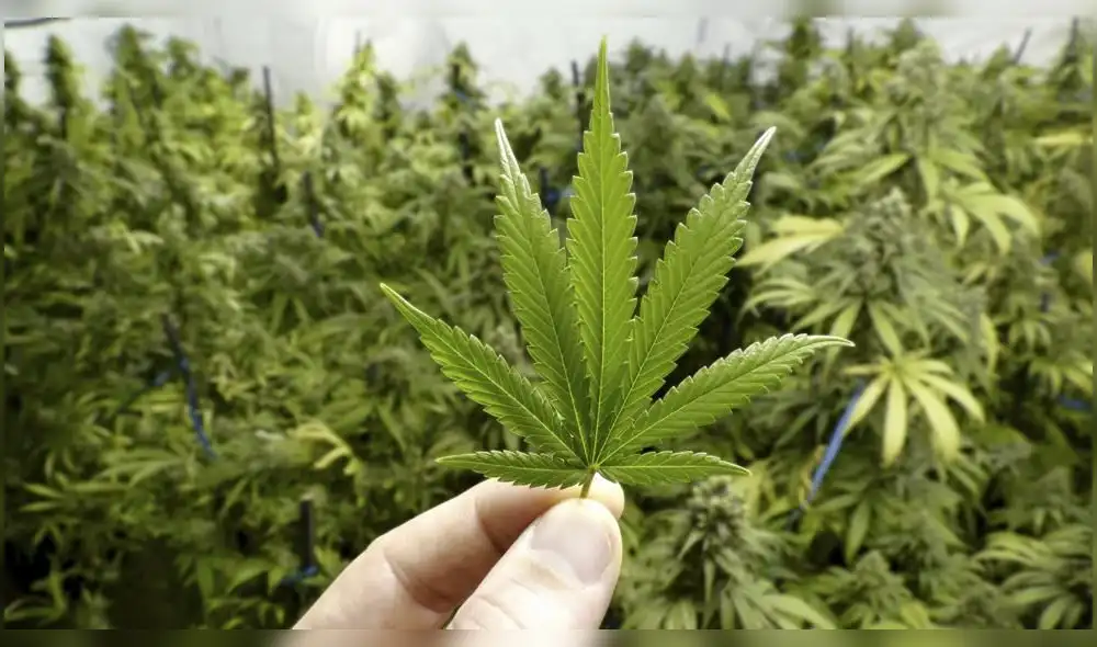 Industria del cannabis enfrenta obstáculos 