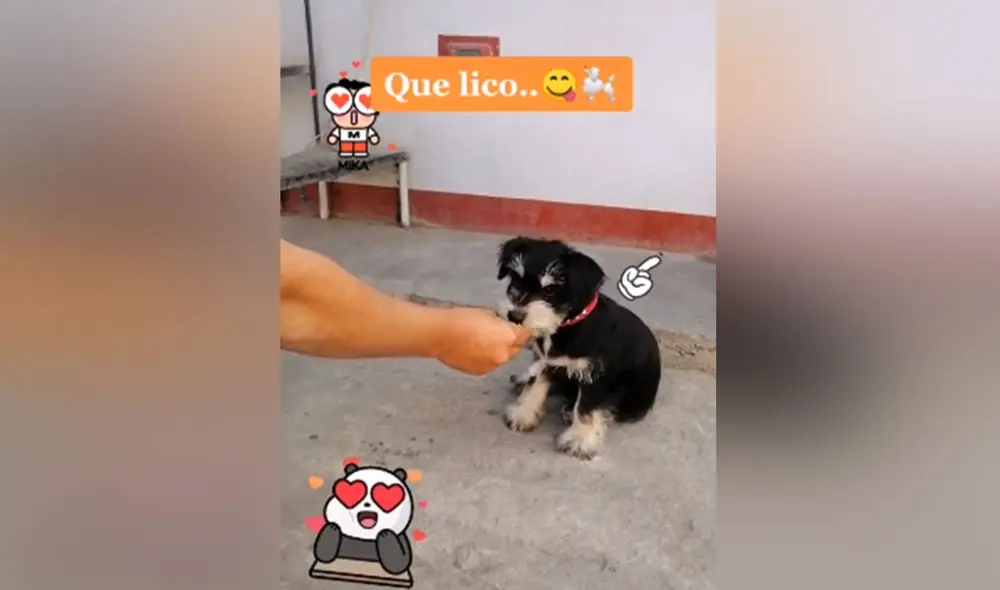 Desliza hacia la izquierda para ver más imágenes de esta curiosa cachorra que hizo de todo para conseguir una mandarina. (Foto: captura / TikTok)