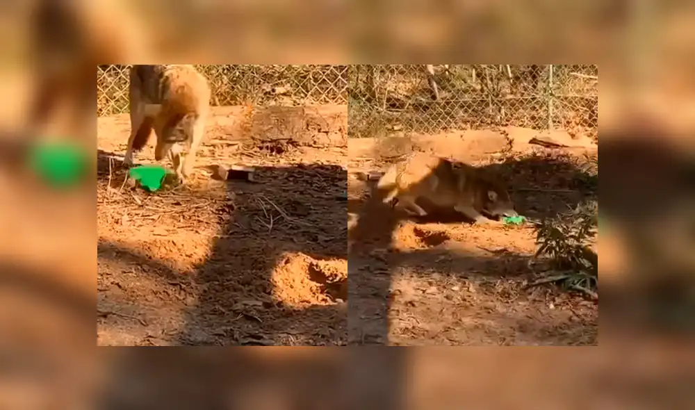 Desliza a la izquierda para ver la tierna reacción de este coyote que ha conmovido a los usuarios de YouTube. Foto: Captura. Desliza a la izquierda para ver la tierna reacción de este coyote que ha conmovido a los usuarios de YouTube. Foto: Captura.