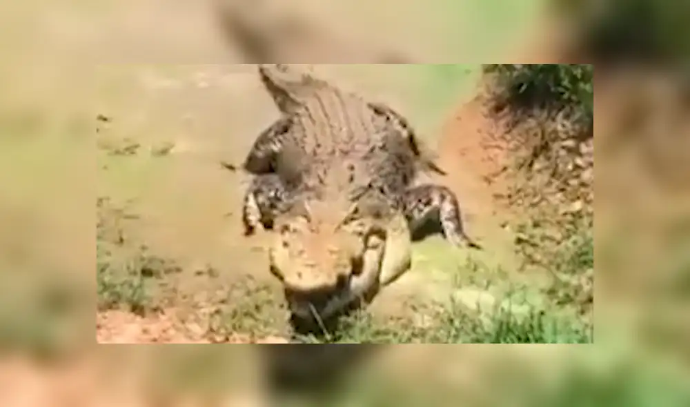 Facebook viral: hombre visitó pantano abandonado, se acerca y enorme reptil intentó devorarlo [VIDEO] 
