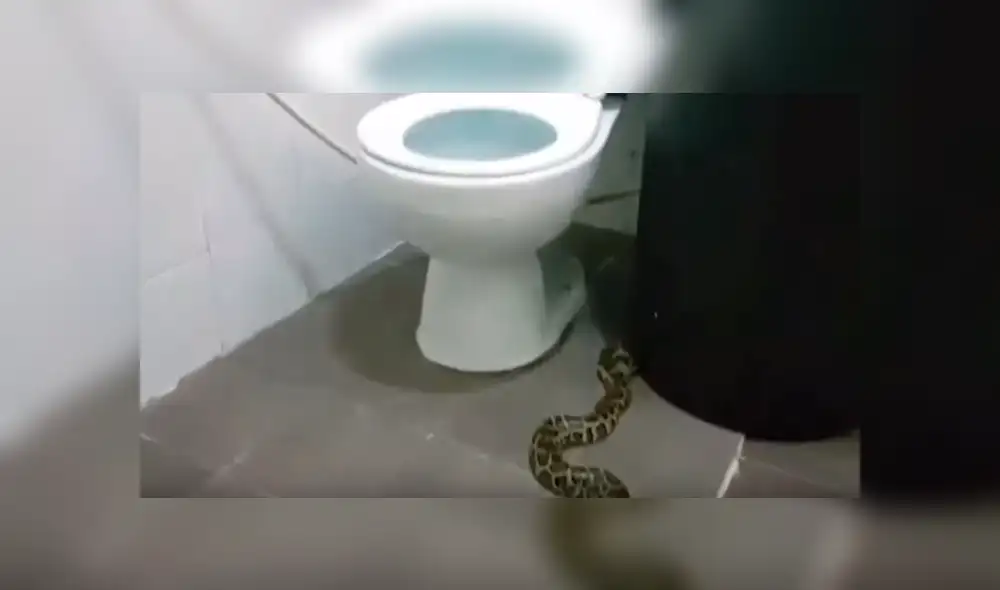 A través de YouTube se compartió un video viral que muestra a la peligrosa criatura que halló una mujer dentro del baño. A través de YouTube se compartió un video viral que muestra a la peligrosa criatura que halló una mujer dentro del baño.