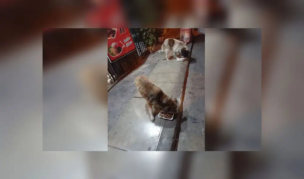 Desliza para enterarte del noble gesto de un dueño de restaurante hacia los perros callejeros de su distrito. Foto: Facebook. Desliza para enterarte del noble gesto de un dueño de restaurante hacia los perros callejeros de su distrito. Foto: Facebook.
