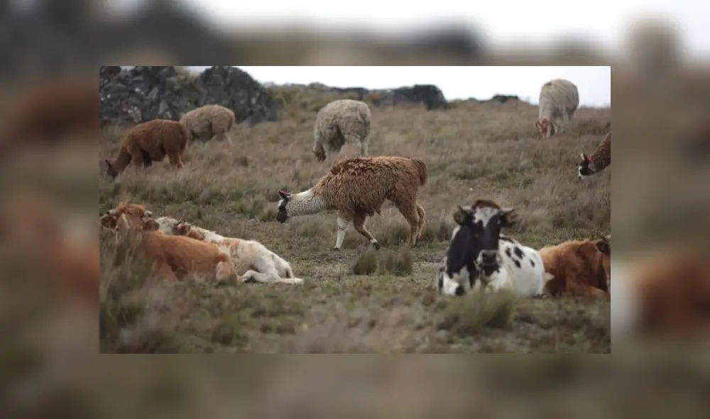 Foto: Miguel Mejía / La República